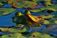 Frog Under Lily Pad