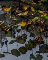 Lotus in autumn
