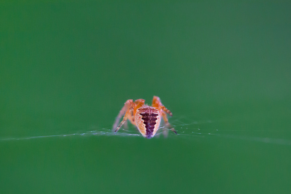 Spider posterior