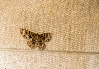 Moth blending with wall