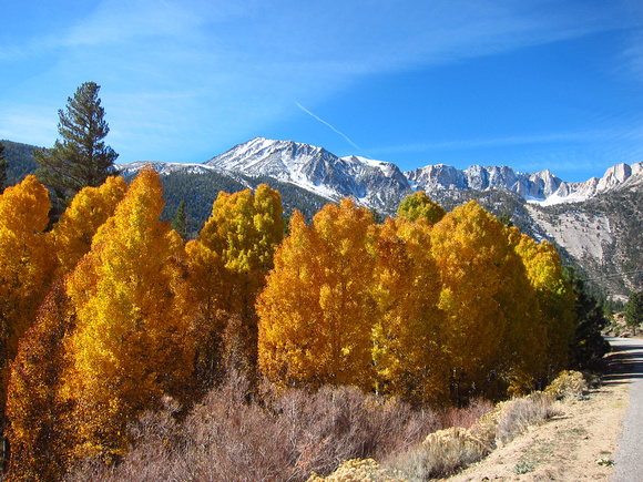 Aspens in Sierra Nevada