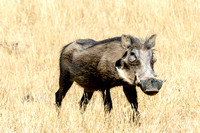 Warthog "Pumba"