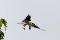 White-tailed kite with dinner