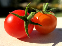 Cherry Tomatoes in Healdsburg