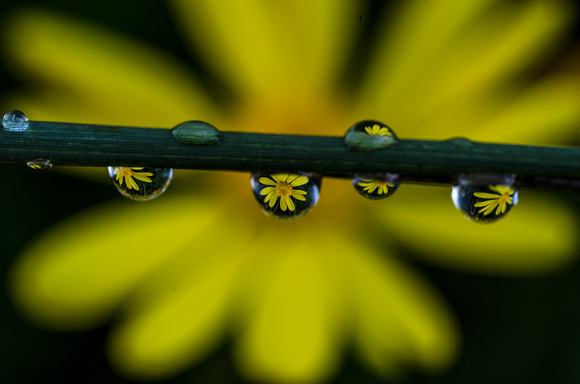 Wildflower through a water drop