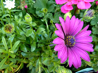 Purple Flower at Filoli Gardens