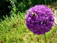 Bee Purple at Filoli Gardens