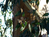 Monarchs in Pacific Grove