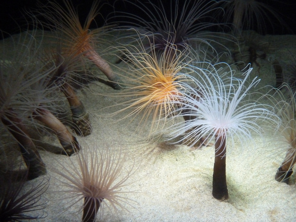 Tube anemone at Monterey Bay Aquarium