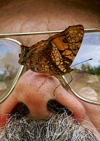 Seeing Eye-to-Eye with a Butterfly
