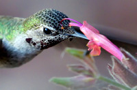 Anna's Hummingbird at a Hummingbird Sage Flower