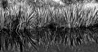 Reeds at Mirror Lake