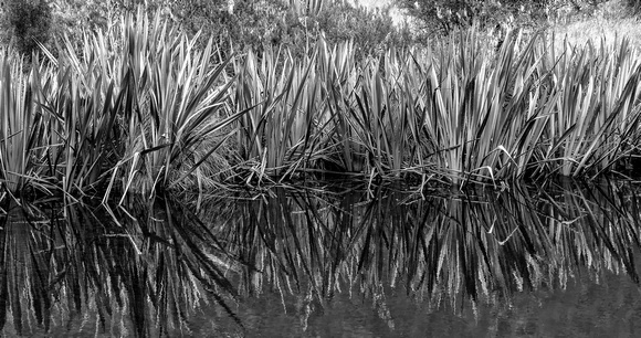 Reeds at Mirror Lake
