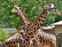 Giraffes at Safari West