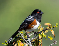 Spotted Towhee