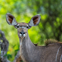 Kudu portrait
