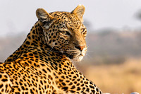 Leopard in Savuti, Botswana