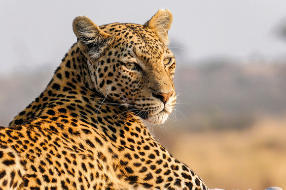 Leopard in Savuti, Botswana