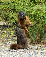 Foraging Marmot