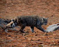 Prowling Bobcat