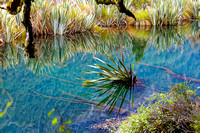 Reeds at Mirror Lake, Fiordland Park, NZ