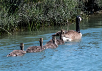 Canada goose and goslings. Claude Lyneis