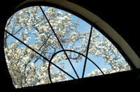 Spring in the Window