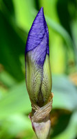 Iris Bud
