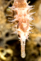 Spiny Seahorse portrait
