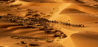 Camel train in the dunes