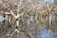 Flooded Walnut Orchard
