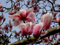 Morning Magnolias