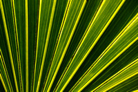 fan palm leaf