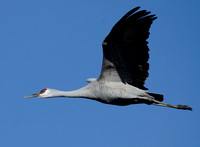 Sandhill Crane flying