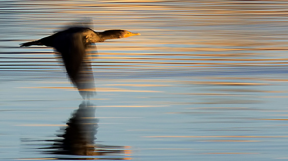 Cormorant on Lake Merritt