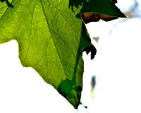 Green Leaf, Warren Holcomb