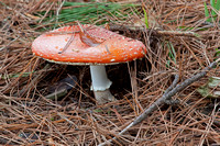 Mushroom along Golf Course Road