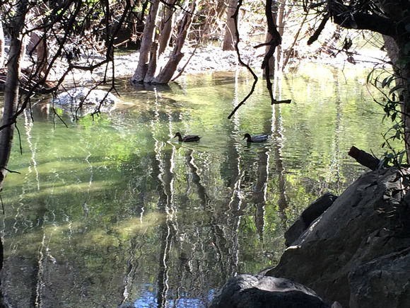 Reflections on Ducks