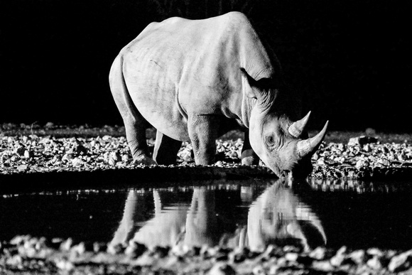Rhino at Etosha Waterhole (Namibia)