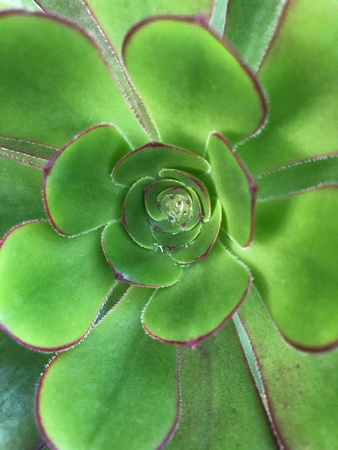 Succulant flower in spring