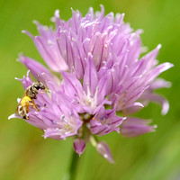 Bee Foraging on Garlic Chives