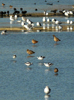 WetlandBirds