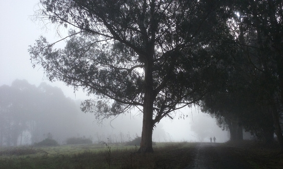 A Foggy Walk at Point Pinole