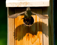 Bird Leaving Birdhouse