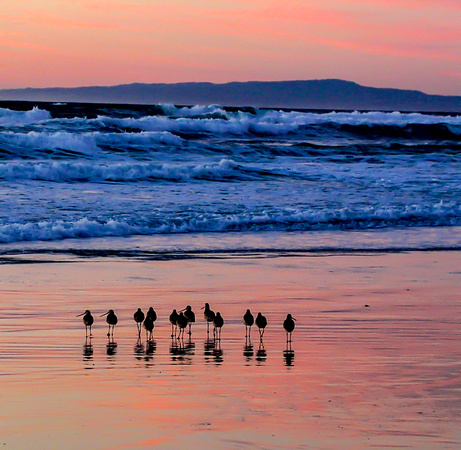Shore Birds in Monterey, CA