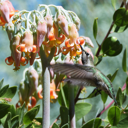 Hummingbird on Burgandy Ice Bloom