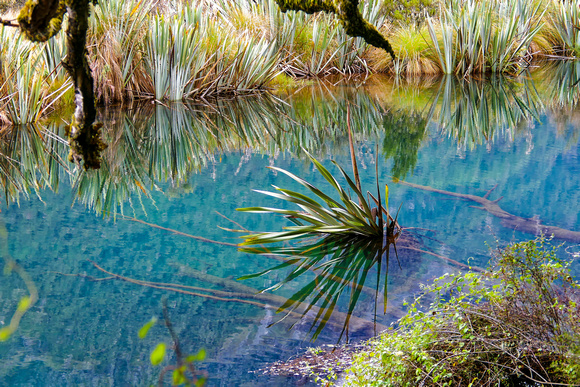 Reeds at Mirror Lake, Fiordland Park, NZ