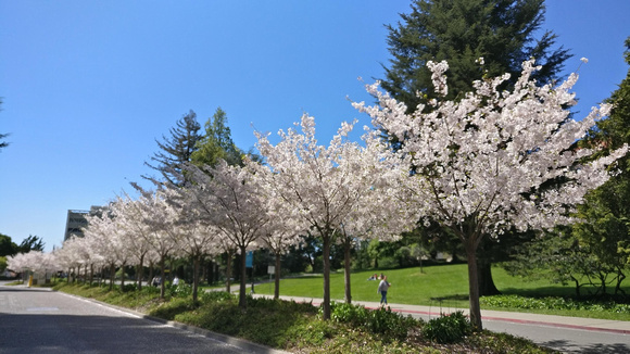 Spring in blossom - UC Berkeley Campus
