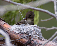 Western Wood-Pewee building its nest.
