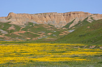 Wildflowers near Panoche, CA